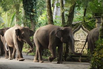 巴厘島大象公園 熱門景點照片