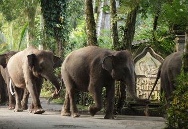 峇裡島大象公園 熱門景點照片
