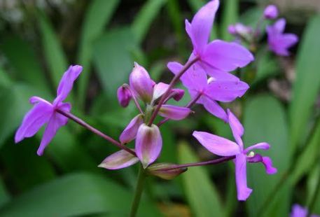 Sai Nam Phung Orchid
