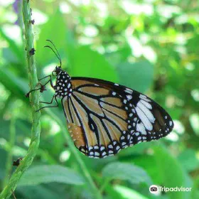 Merlin Butterfly Sanctuary