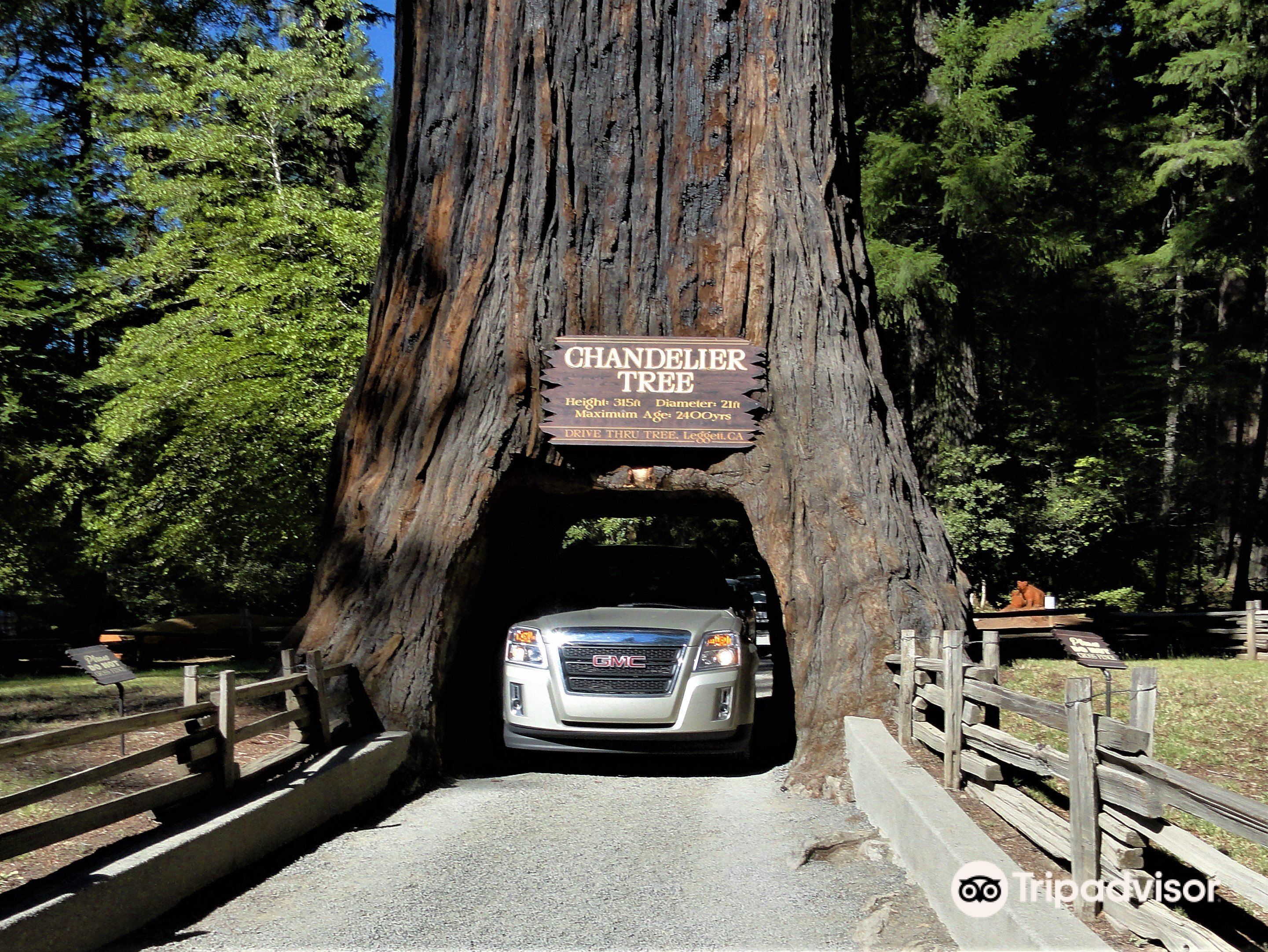 Chandelier Tree Travel Guidebook Must Visit Attractions In Leggett Nearby Recommendation Trip Com Chandelier Tree Travel Guidebook Must, Chandelier Tree Leggett Canada