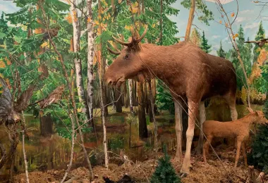 Totma Museum of Local Lore รูปภาพAttractionsยอดนิยม