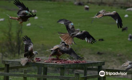 red kite feeding station near me