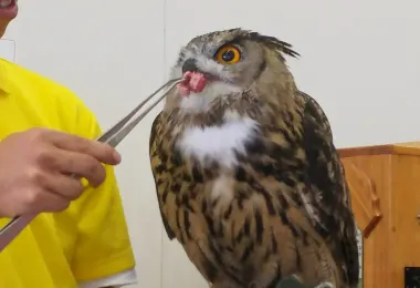 だっこして！Zoo 観光スポットの人気写真
