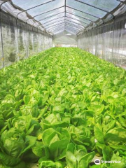Oh Chin Huat Hydroponic Farms