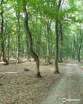 Hoia Baciu Forest Travel Guidebook Must Visit Attractions In Cluj Napoca Hoia Baciu Forest Nearby Recommendation Trip Com