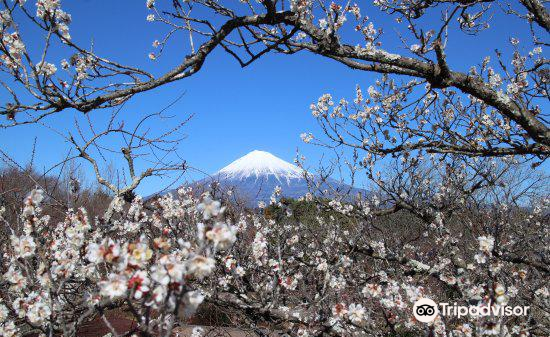 富士山 岩本山公園 評判 案内 トリップドットコム