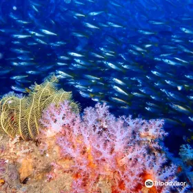 Blacktip Scuba