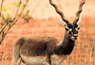 Mahavir Harina Vanasthali Wildlife Park รูปภาพAttractionsยอดนิยม