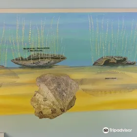 Museo di Geologia e Paleontologia