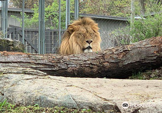 Zoo de Granby attraction reviews - Zoo de Granby tickets - Zoo de Granby  discounts - Zoo de Granby transportation, address, opening hours -  attractions, hotels, and food near Zoo de Granby 
