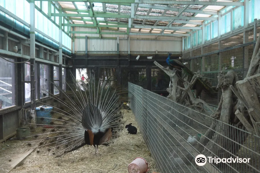 Zukeran Poultry Farm Minimini Zoo3