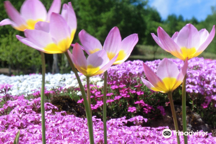 倶知安 三島さんの芝桜庭園 評判 案内 トリップドットコム 倶知安 三島さんの芝桜庭園 評判 案内 トリップドットコム