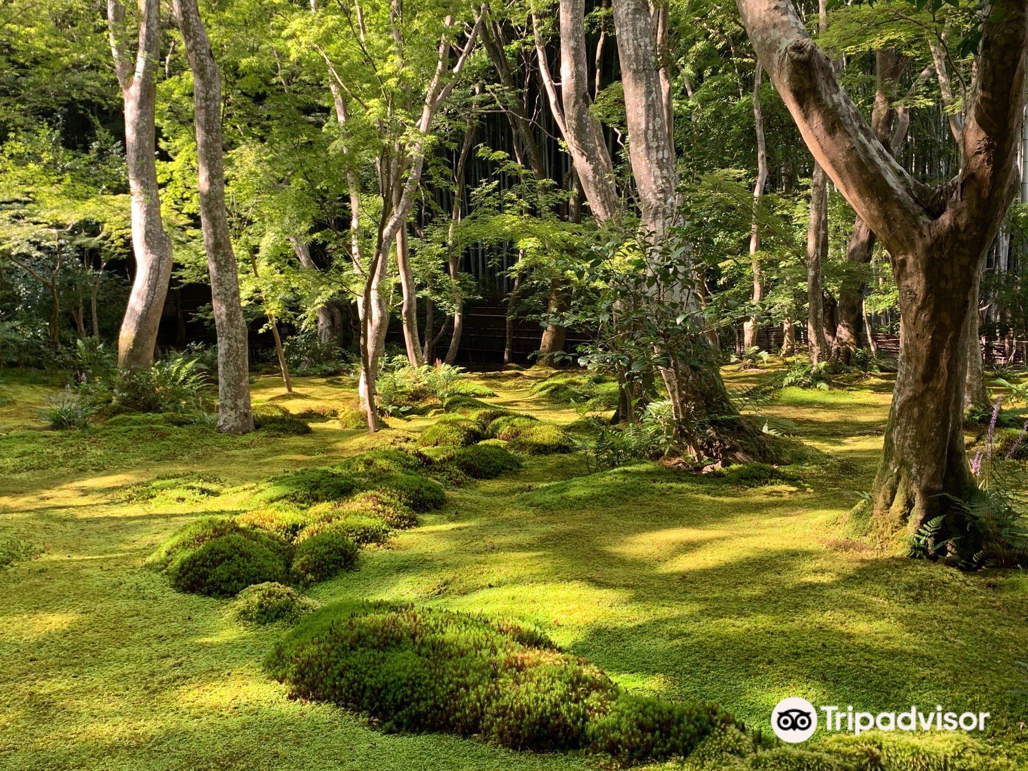 Gioji Temple Attraction Reviews Gioji Temple Tickets Gioji Temple Discounts Gioji Temple Transportation Address Opening Hours Attractions Hotels And Food Near Gioji Temple Trip Com