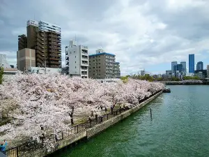 造幣局 桜の通り抜け