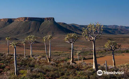 Quiver Tree Forest1