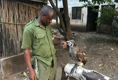 Falconry of Kenya รูปภาพAttractionsยอดนิยม