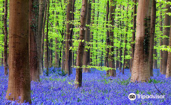 Hallerbos The Blue Forest Reisefuhrer Sehenswurdigkeiten In Die Man Gesehen Haben Muss Nahe Gelegene Sehenswurdigkeiten In Hallerbos The Blue Forest Trip Com