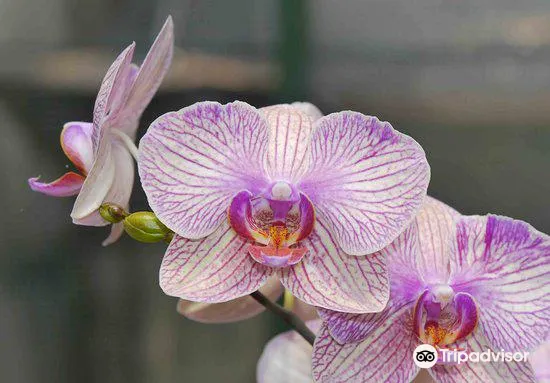Botanical Orchid Garden2