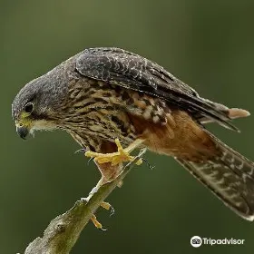 展翼國家獵鷹中心