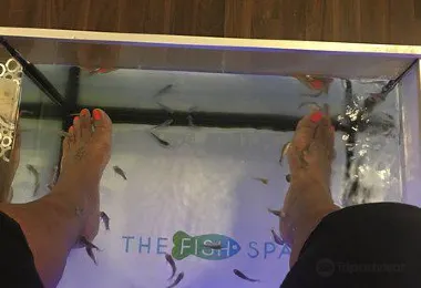 The Fish Spa รูปภาพAttractionsยอดนิยม