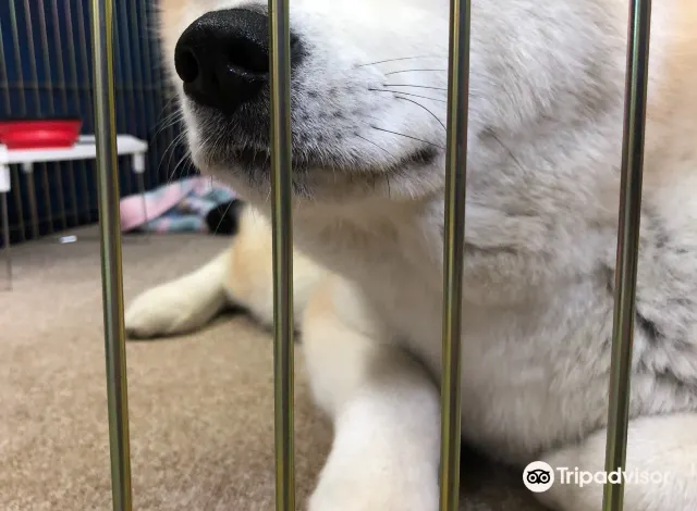 大館 秋田犬ふれあい処 評判 案内 トリップドットコム