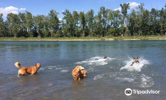 sue higgins off leash park