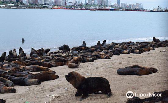 Latest travel itineraries for Reserva de Lobos Marinos in May (updated in  2023), Reserva de Lobos Marinos reviews, Reserva de Lobos Marinos address  and opening hours, popular attractions, hotels, and restaurants near