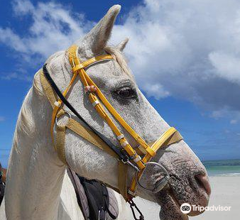 Gansbaai & Pearly Beach Horse Trails