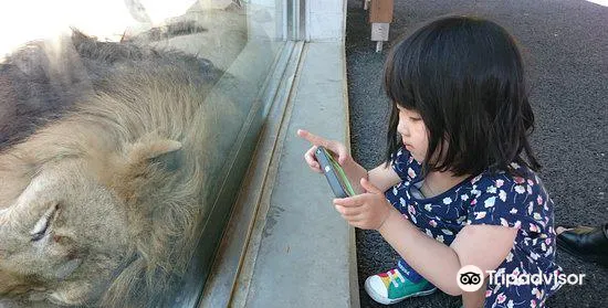 千葉市動物公園旅遊攻略指南 千葉市動物公園評價 千葉市動物公園附近推薦 Trip Com 千葉市動物公園旅遊攻略指南 千葉市動物公園評價 千葉市動物公園附近推薦 Trip Com