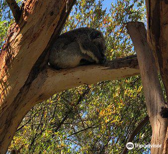 Phillip Island Nature Parks - Koala Reserve