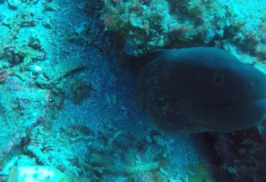 Mola Mola Dive Lembongan 熱門景點照片