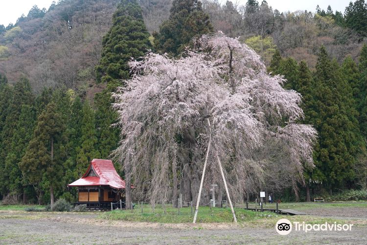 湯沢 おしら様の枝垂れ桜 評判 案内 トリップドットコム