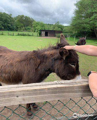 The Donkey Sanctuary Birmingham Travel Guidebook –must Visit ...