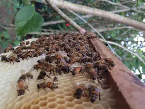Milea Bee Farm