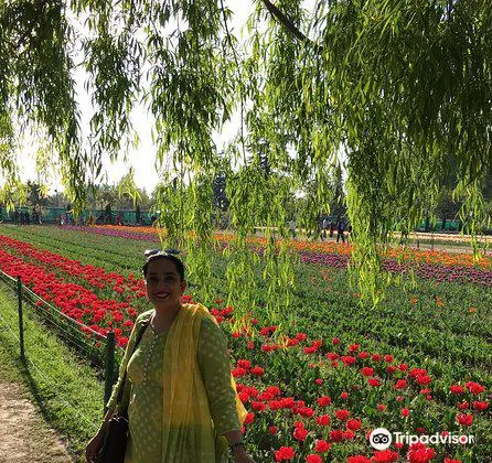 Indira Gandhi Tulip Garden Travel Guidebook Must Visit Attractions In Srinagar Indira Gandhi Tulip Garden Nearby Recommendation Trip Com