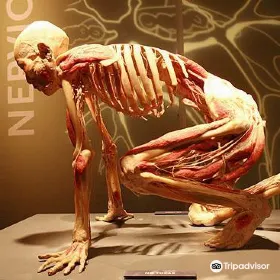 Bodies Revealed