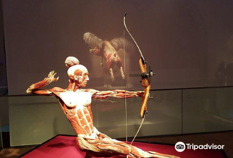 KORPERWELTEN Museum – Anatomie des Glucks