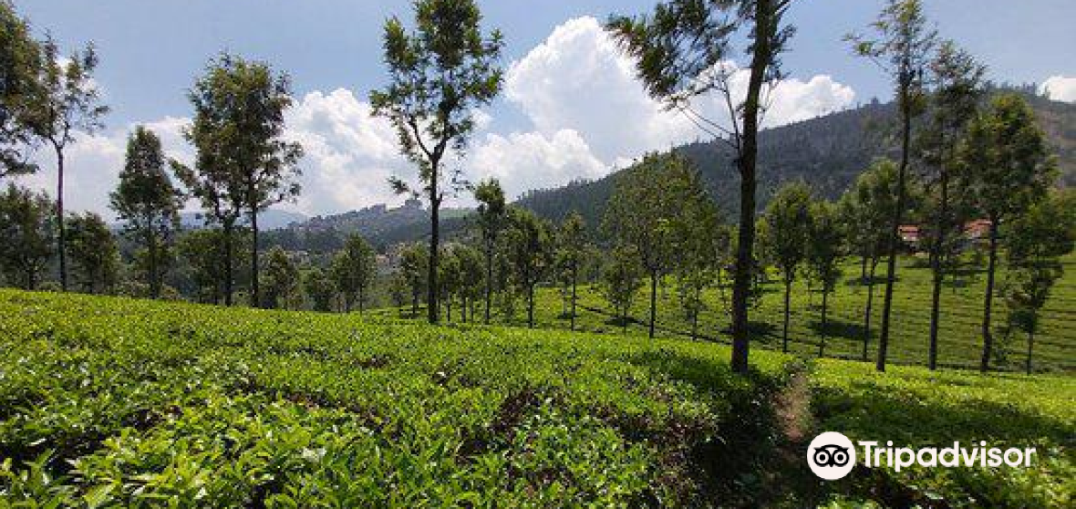 Coonoor Travel Guide 2023 Things To Do What To Eat And Tips