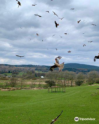 red kite feeding station near me