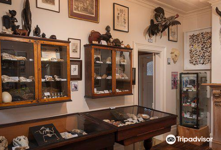 The Dunedin Museum of Natural Mystery