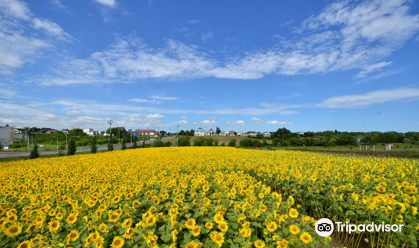 網走郡 大空町 ひまわり畑 評判 案内 トリップドットコム