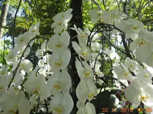 National Orchid Garden