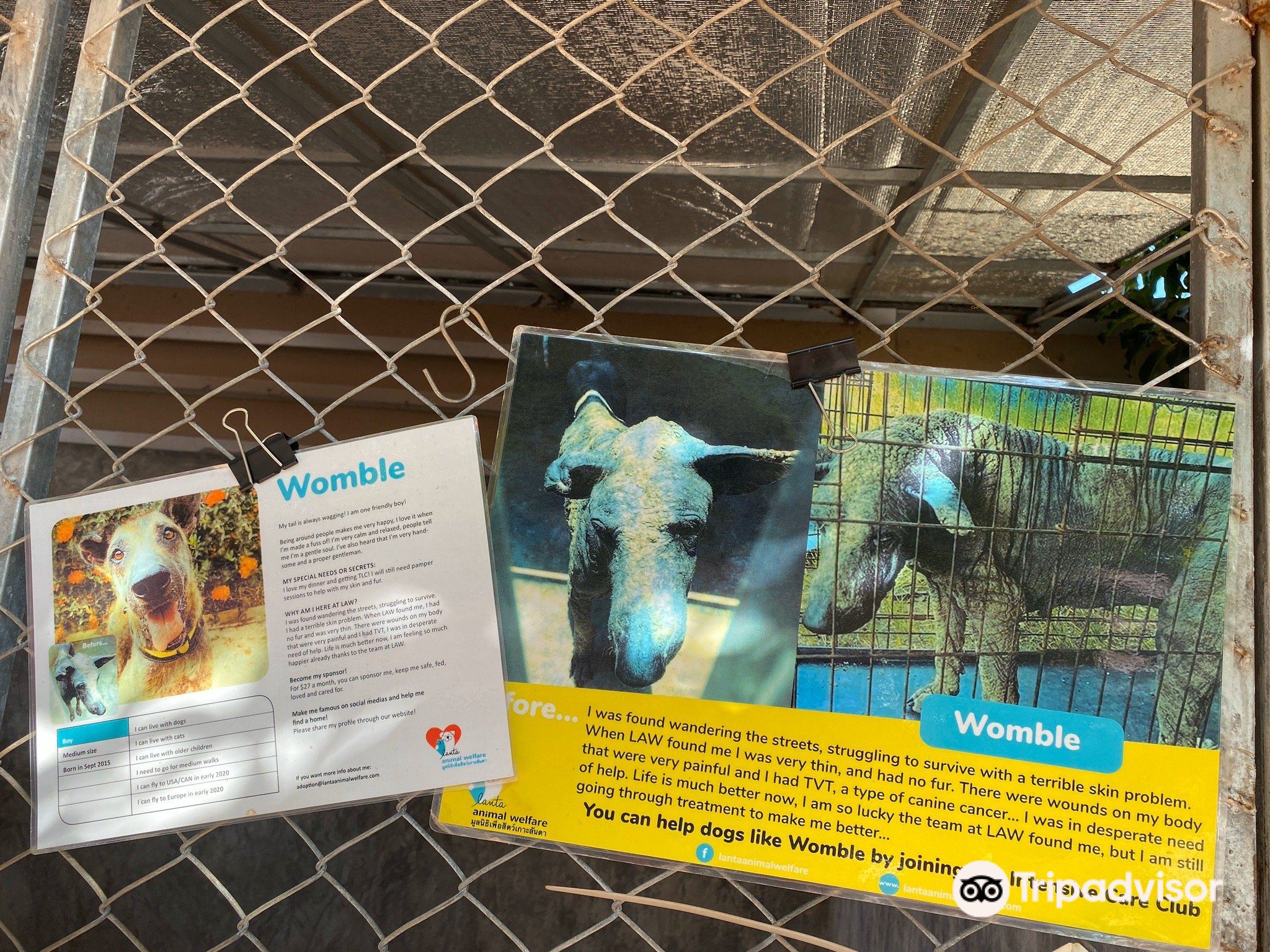 Lanta Animal Welfare travel guidebook –must visit attractions in Koh Lanta – Lanta Animal Welfare nearby recommendation – Lanta Animal Welfare travel guidebook –must visit attractions in Koh Lanta – Lanta Animal Welfare nearby recommendation –