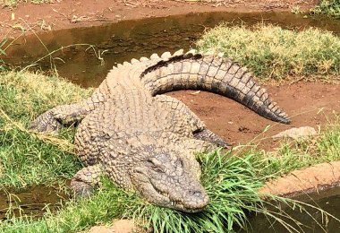 Kwena Crocodile Farm Popular Attractions Photos