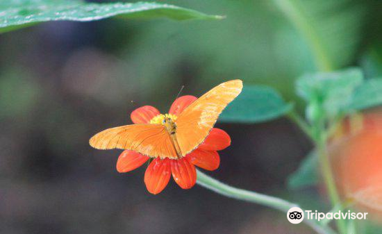 Latest travel itineraries for Cozumel Butterfly & Botanical Gardens in May  (updated in 2023), Cozumel Butterfly & Botanical Gardens reviews, Cozumel  Butterfly & Botanical Gardens address and opening hours, popular  attractions, hotels,