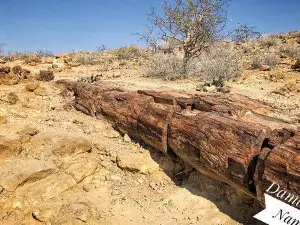 Petrified Forest