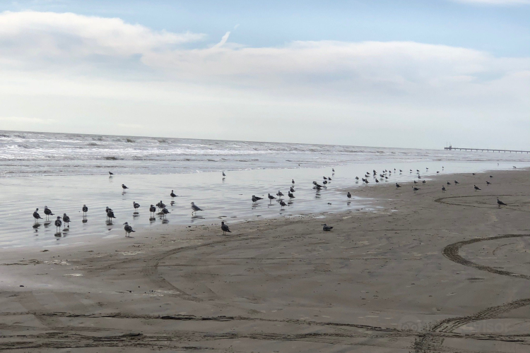 Michael J. Ellis Beach & Seawall旅遊攻略指南Michael J. Ellis Beach & Seawall