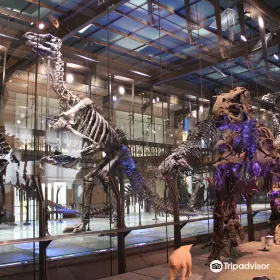 Museum des Sciences naturelles