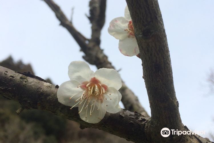 北九州 三岳梅林公園 評判 案内 トリップドットコム 北九州 三岳梅林公園 評判 案内 トリップドットコム